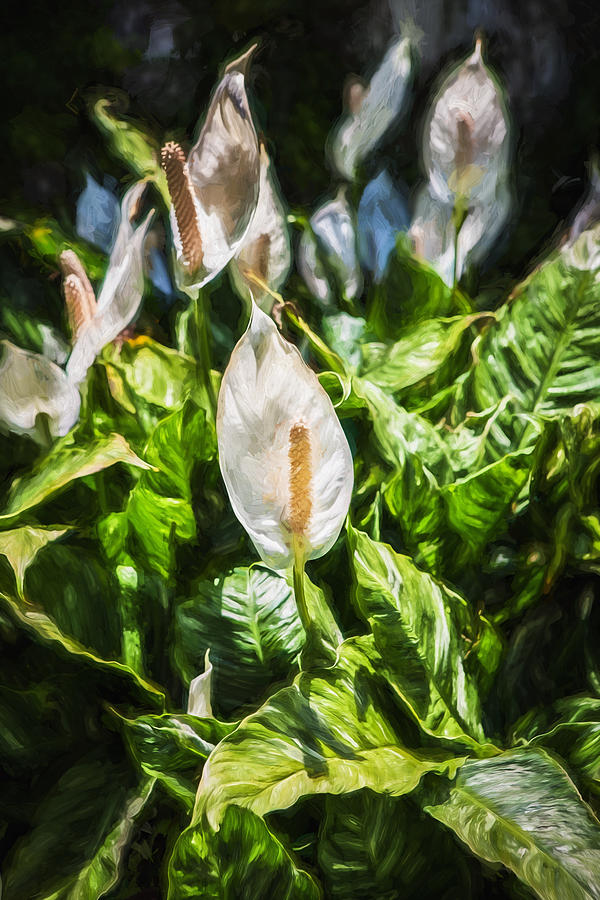 Peace Lily or Spath Lily Painted   Photograph by Rich Franco