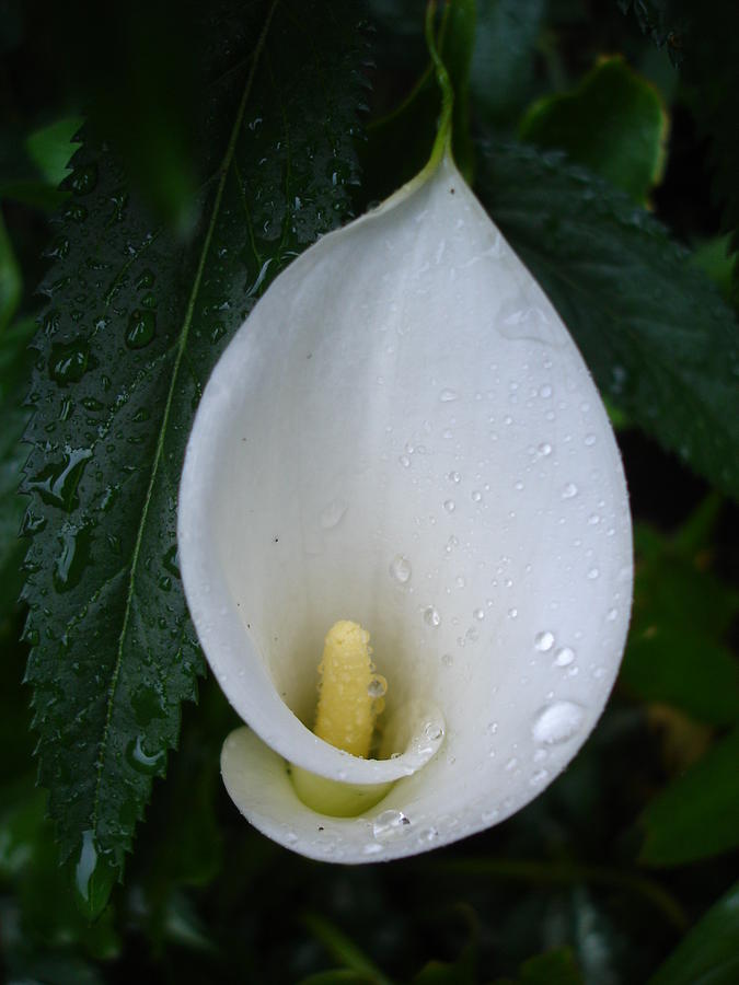 Peace lily Photograph by Susan Baker