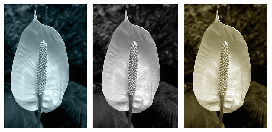 Peace Lily Triptych Photograph by Terence Davis