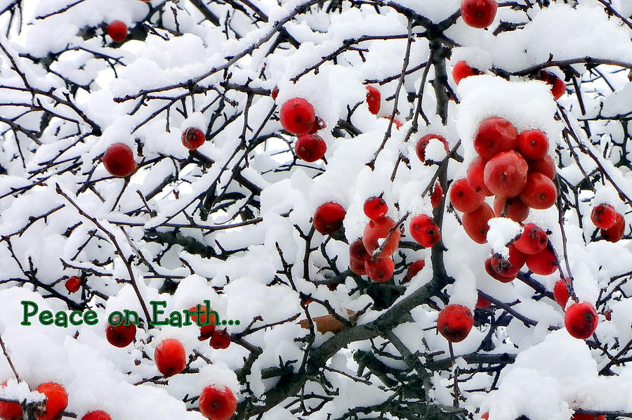 Crabapples in the Snow Photograph by Katy Hawk