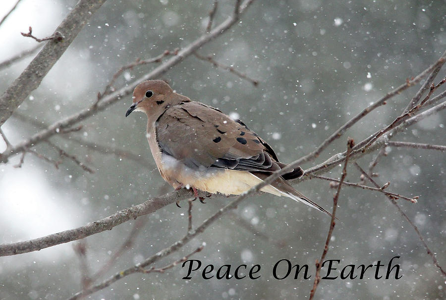 Peace On Earth Dove Photograph by Debbie Oppermann