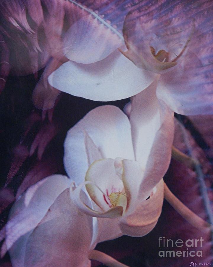 Peace Orchids Photograph by P Russell
