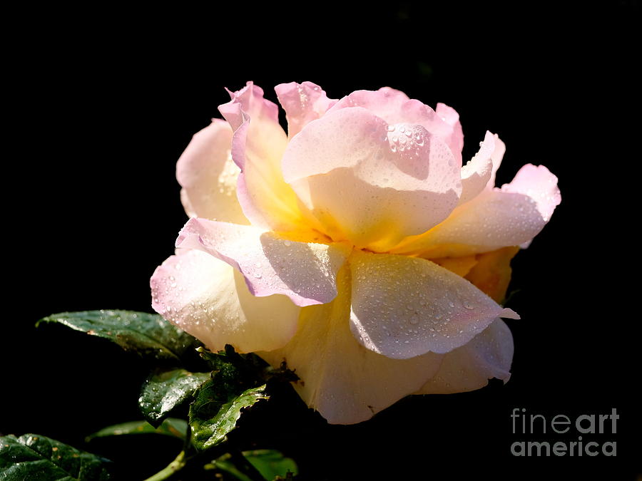 Rose Photograph - Peace Rose Inner Light 2 by John Chatterley