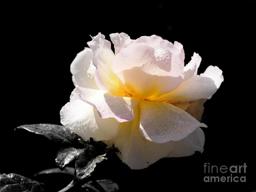 Peace Rose Inner Light Photograph