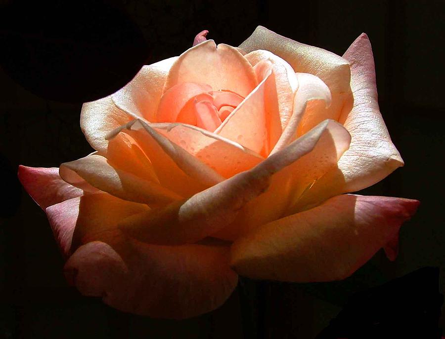 Peace Rose Photograph by Mindy Newman