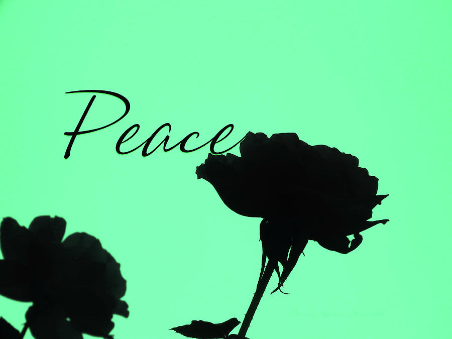 Peace Rose Silhouette - Original Floral Photographic Art and Design - Peaceful Images Photograph by Brooks Garten Hauschild