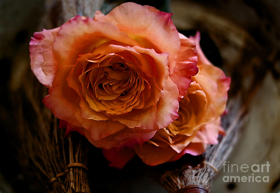 Peace Roses Photograph by Diana Mary Sharpton
