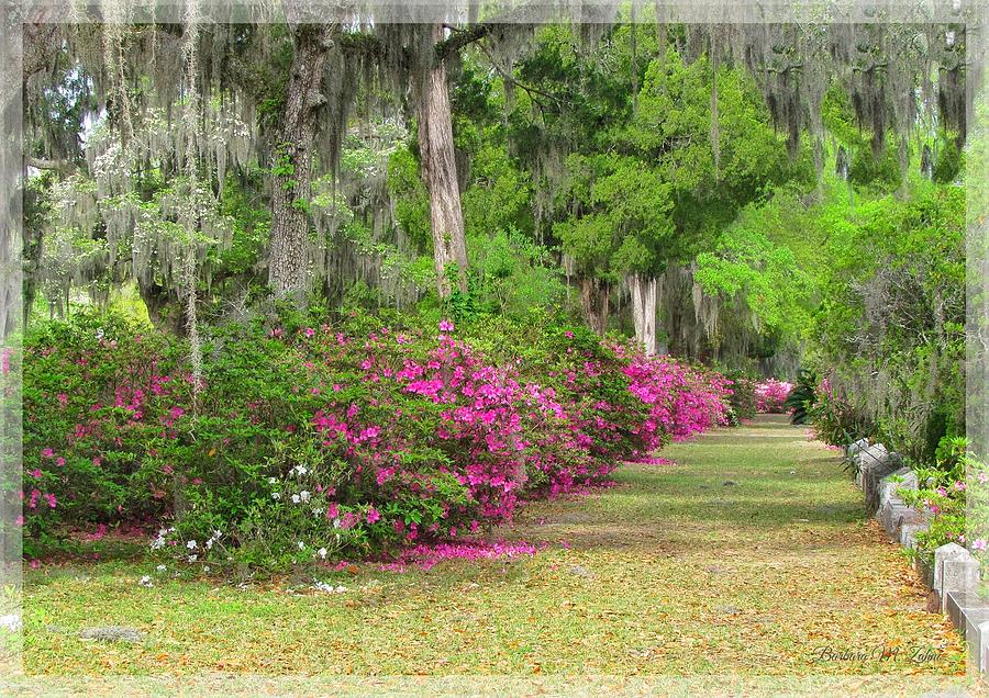 Peaceful Beauty Photograph by Barbara Zahno - Fine Art America