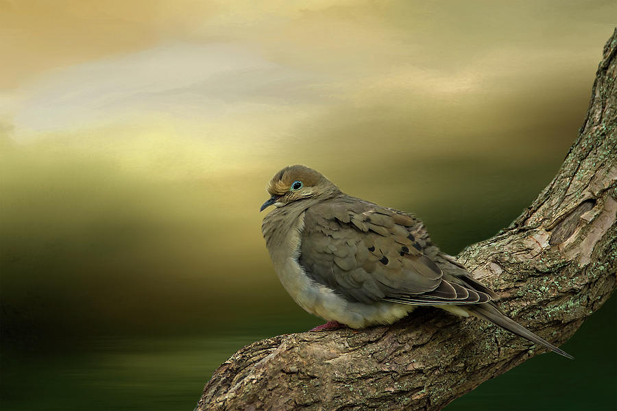 Peaceful Dove Photograph by Cathy Kovarik