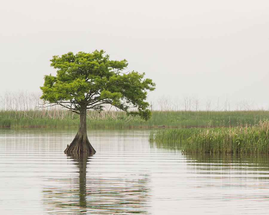 Peaceful Feeling by Julie Andel Peaceful Feeling by Julie Andel