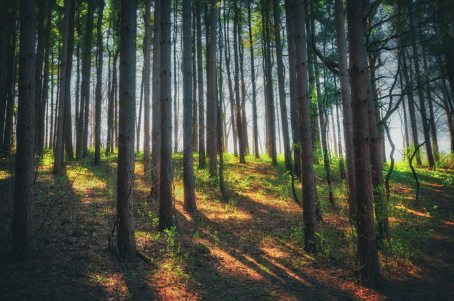Ровный лес