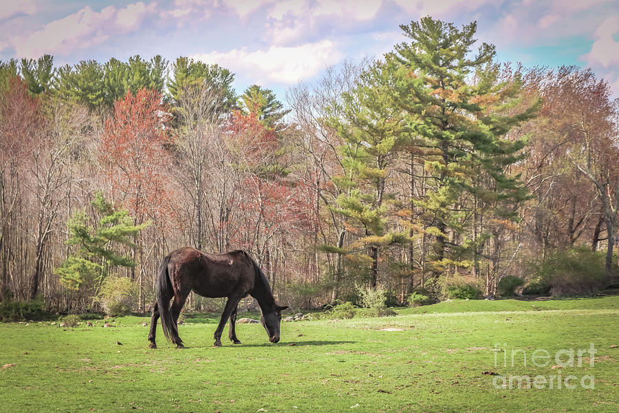 Peaceful grazing Photograph by Claudia M Photography
