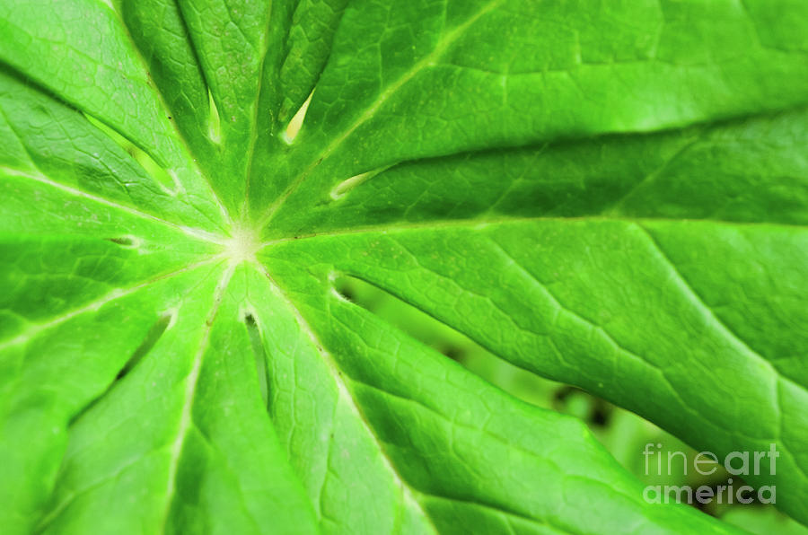 Peaceful Greenery Botanical / Nature Photograph Photograph by PIPA Fine Art - Simply Solid
