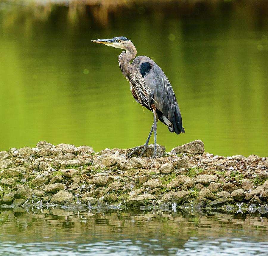 Peaceful Heron Photograph by Jerry Cahill