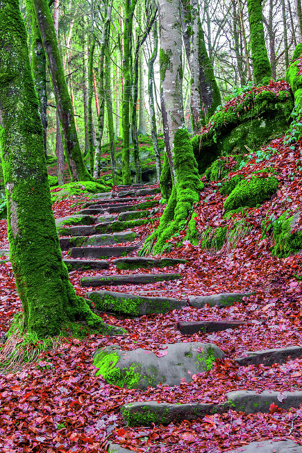 Peaceful Hike Photograph by Vance Solseth