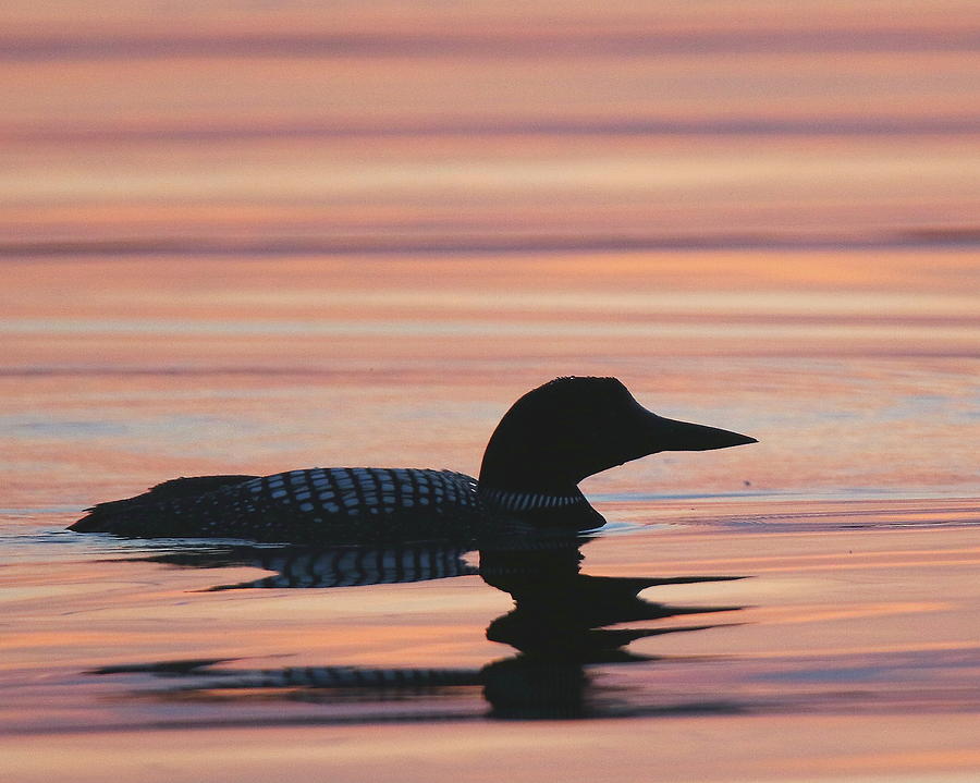 Peaceful Loon Photograph by Arvin Miner