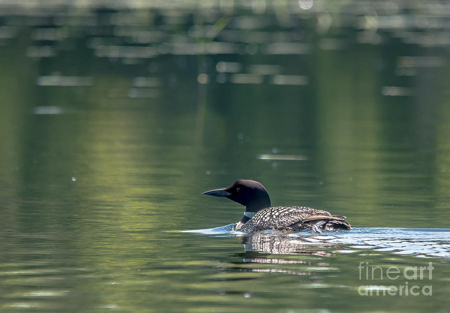 Peaceful Loon Photograph by Cheryl Baxter