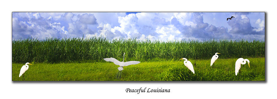 Egret Photograph - Peaceful Louisiana by Cecil Fuselier
