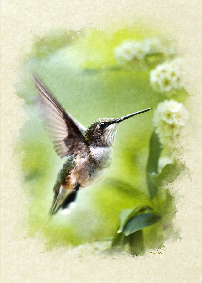 Peaceful Love Hummingbird Blank Note Card Mixed Media by Christina Rollo