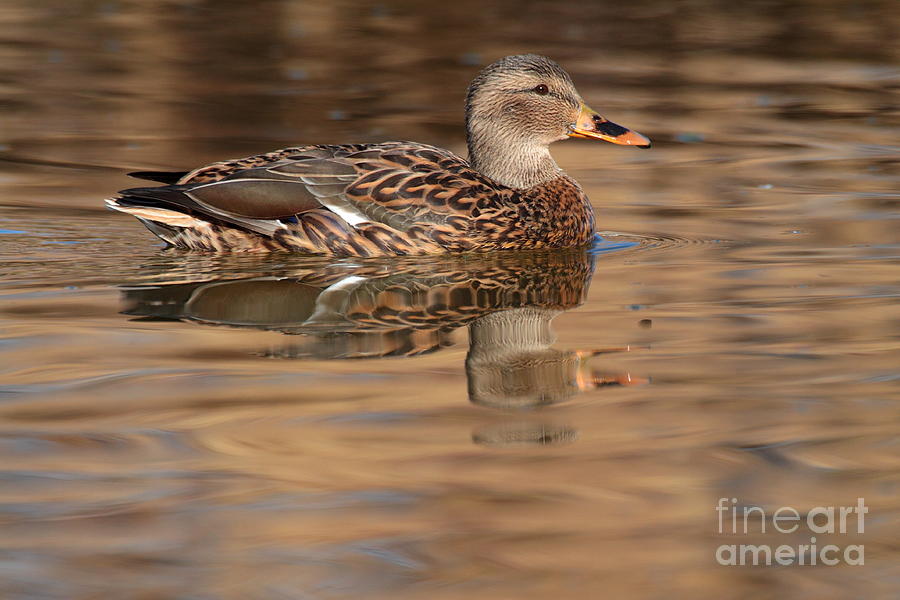 Peaceful Gadwall Photograph by Ruth Jolly