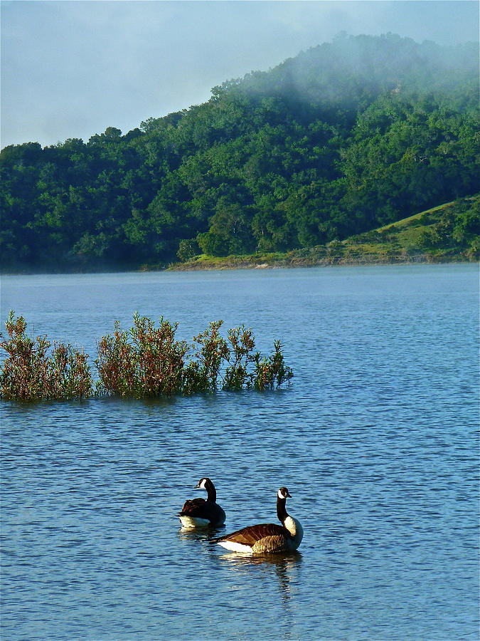 Geese Photograph - Peaceful Morning by Diana Hatcher