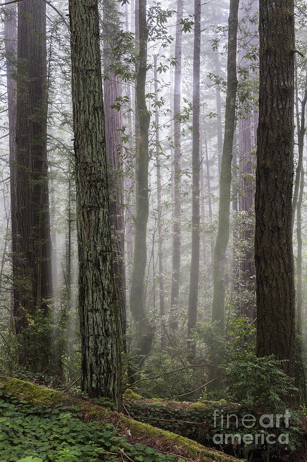 Peaceful Morning in the Redwoods Photograph by Sandra Bronstein