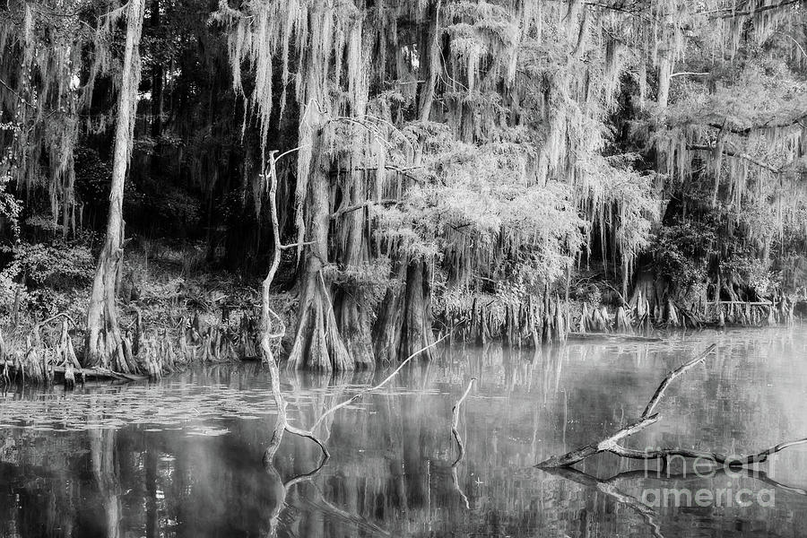 Peaceful Morning on Big Cypress Bayou Texas - BW Photograph by Scott Pellegrin
