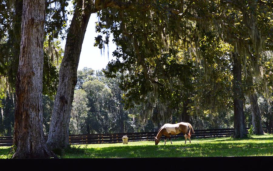 Peaceful Pasture in Shady Photograph by Warren Thompson