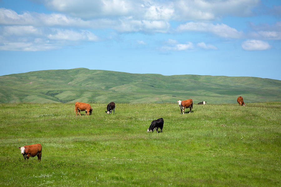 Peaceful Pasture Photograph by Todd Klassy