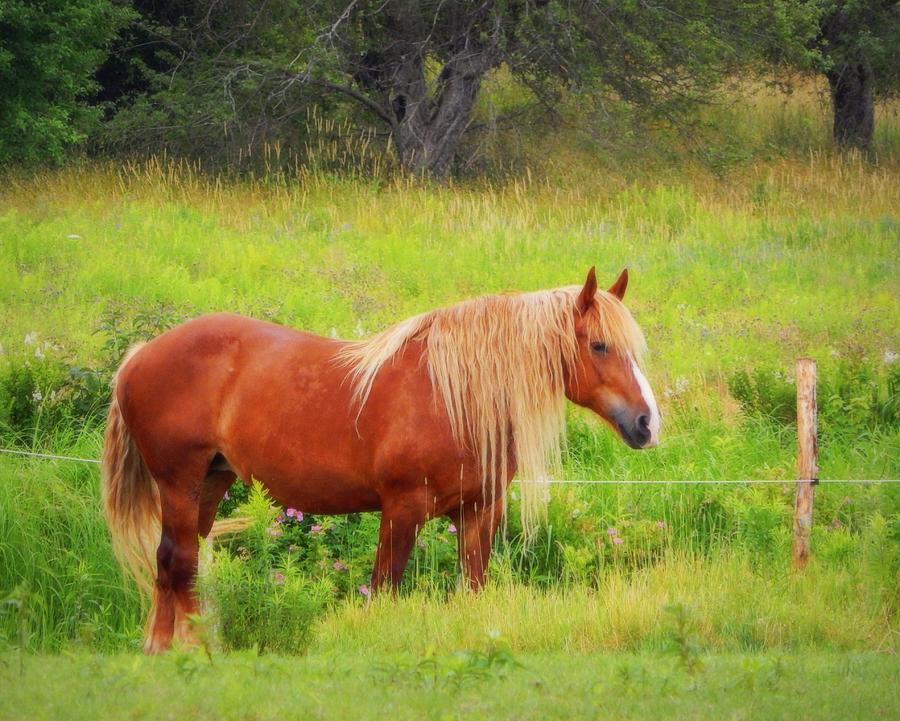 Peaceful Pastures Photograph By Karen Cook Fine Art America