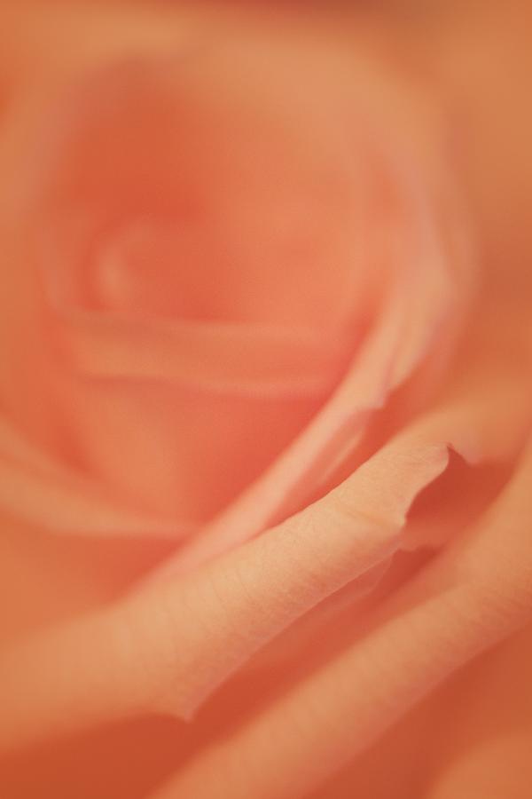 Peaceful Peach Rose Photograph by The Art Of Marilyn Ridoutt-Greene
