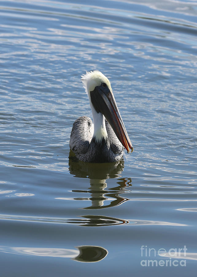 Peaceful Pelican In Blue Photograph