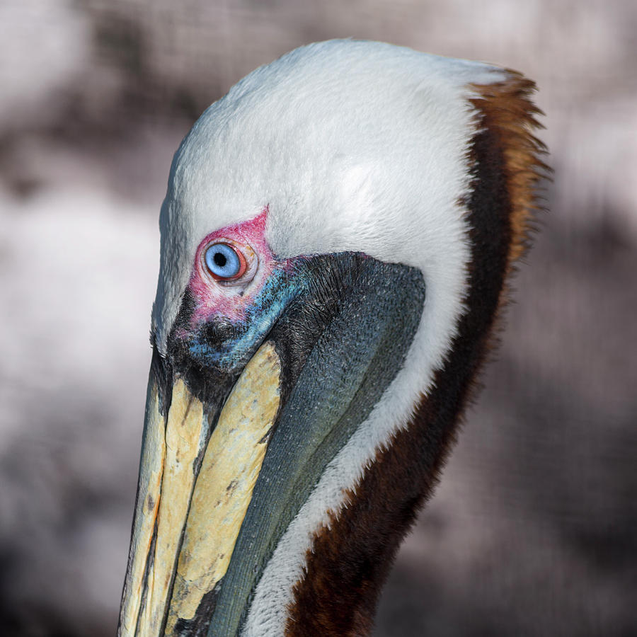 Peaceful Pelican Key Largo Florida Photograph