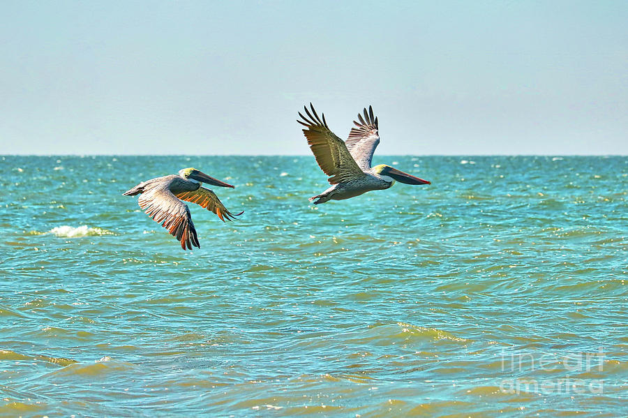 Pelican Photograph - Peaceful Pelicans over Turquoise Water by Carol Groenen