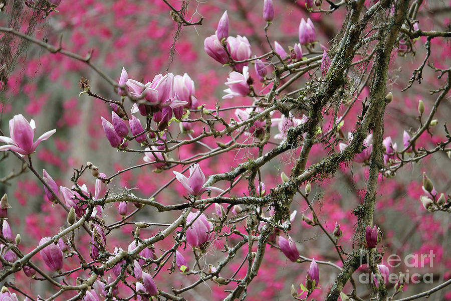 Peaceful Pink Blossoms and Branches Photograph by Carol Groenen