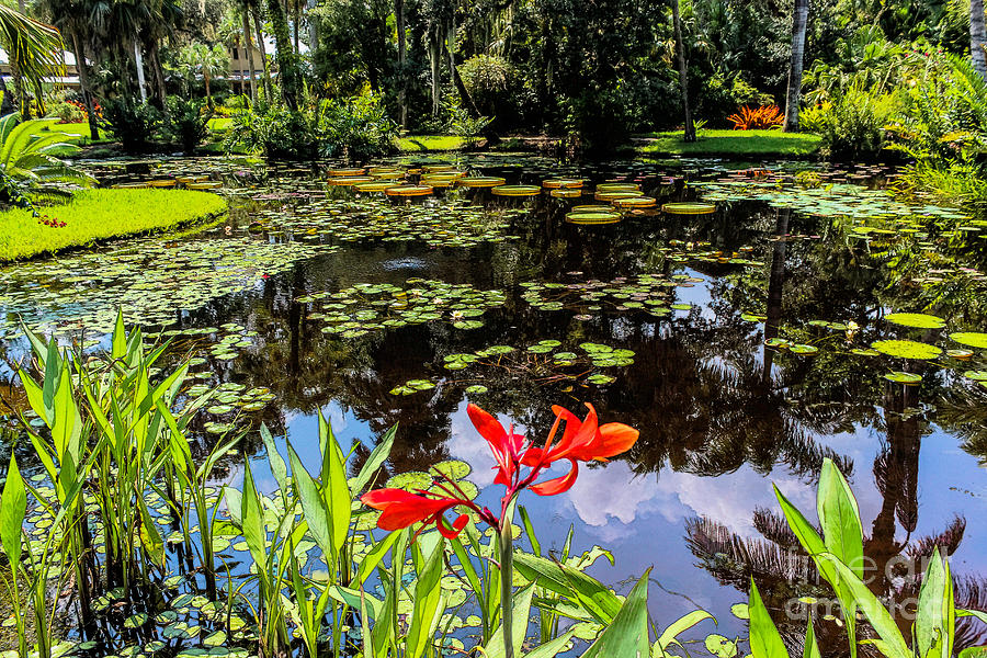 Peaceful Pond, Painting Effect Photograph by Liesl Walsh