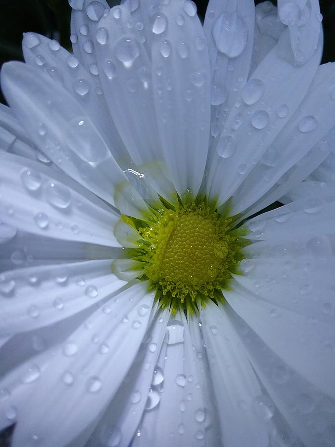 Peaceful Raindrops Photograph by CG Abrams