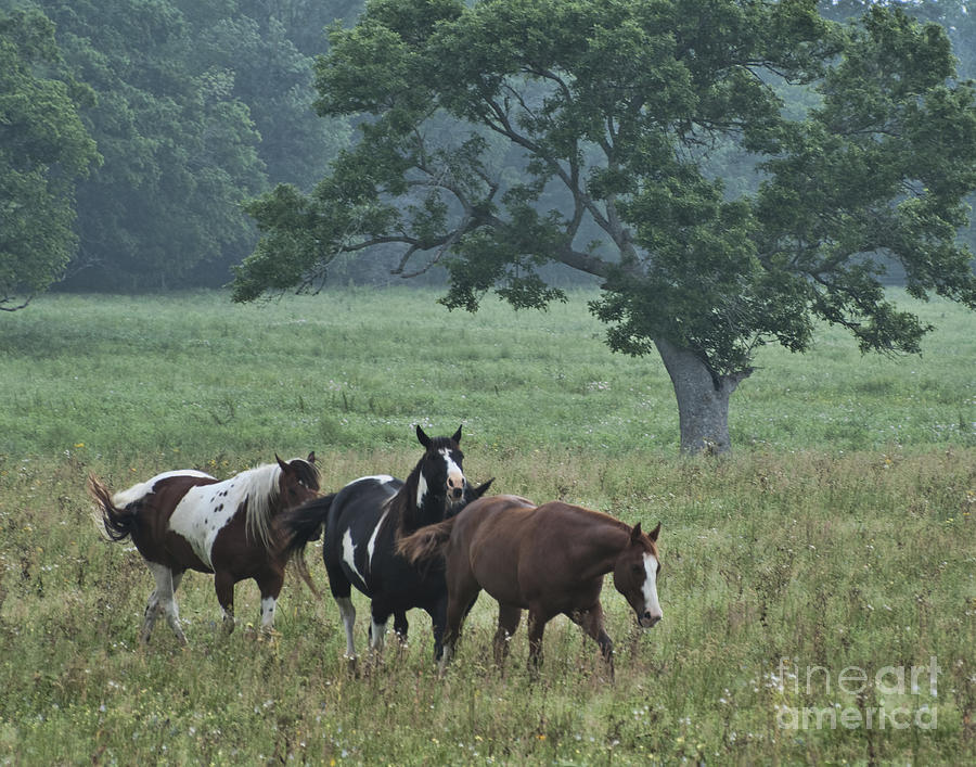 Horse Photograph - Peaceful Ranch Pasture by Barbara Rabek
