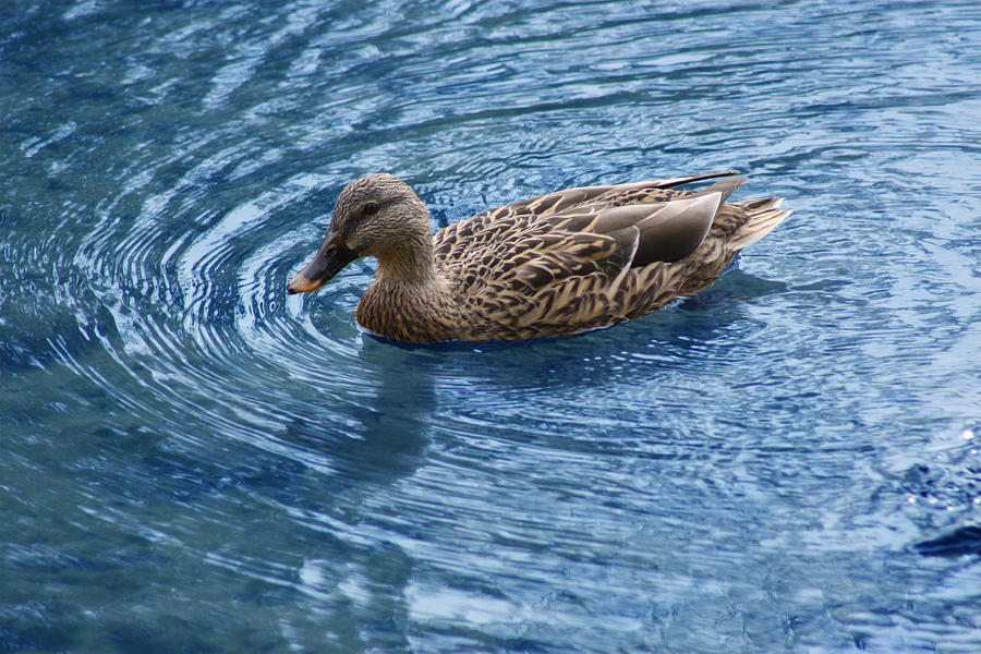 Duck Photograph - Peaceful Ripples by Cathy Beharriell