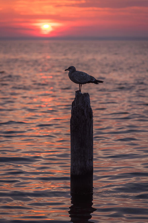 Peaceful Sunset Seagull Seaside Park NJ Photograph by Terry DeLuco
