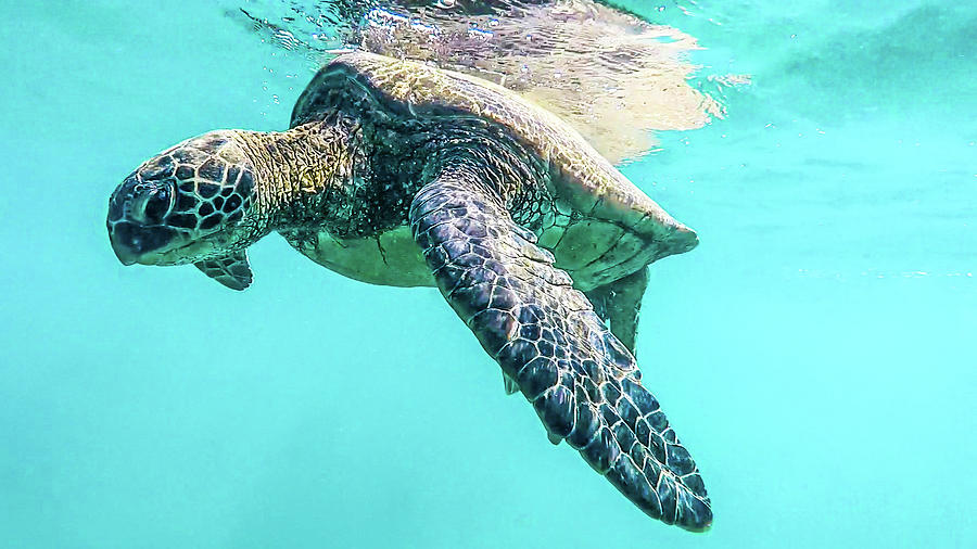 Peaceful Swim by Colleen Coccia Peaceful Swim by Colleen Coccia