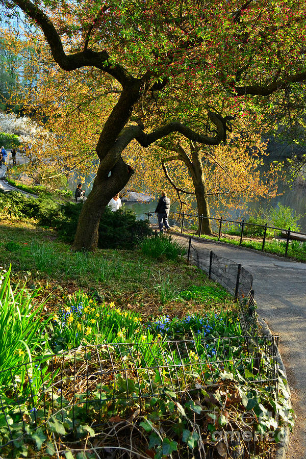 Peaceful Walk - Central Park in Spring Photograph by Miriam Danar