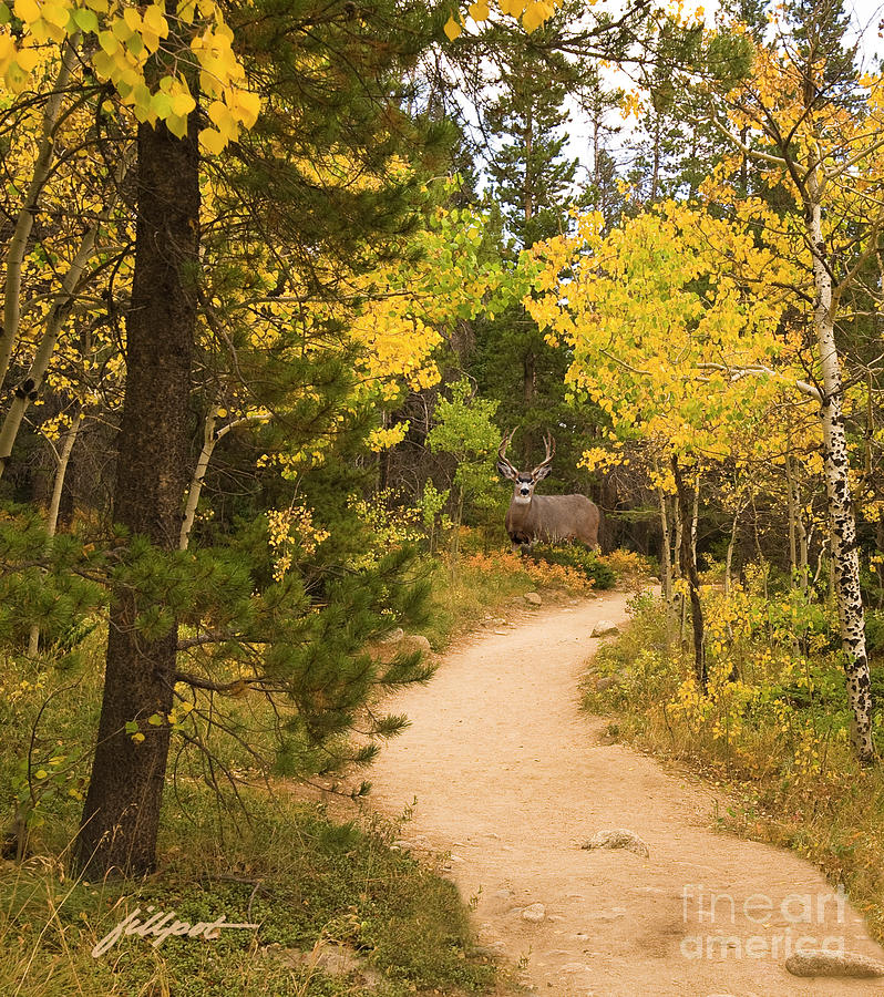 Rocky Mountain National Park Photograph - Peaceful Walk by Bon and Jim Fillpot
