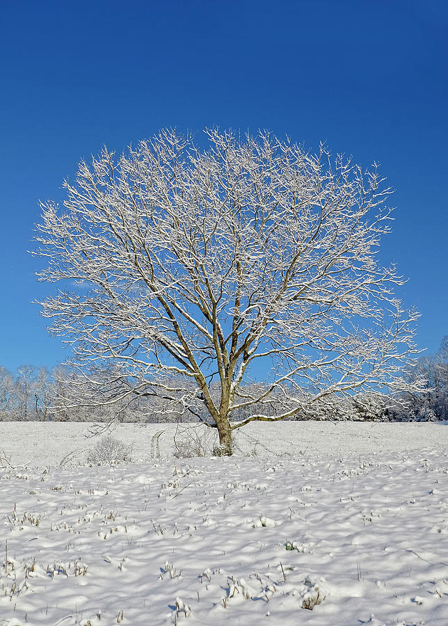 Peaceful Winter Photograph by Susan Leggett