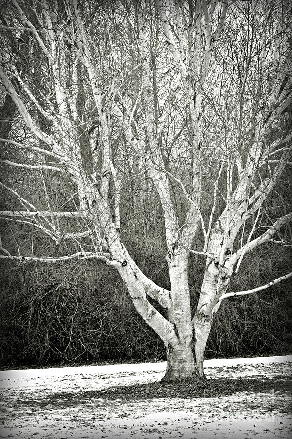 Peaceful Winter Tree in Black and White Photograph by Carol Groenen