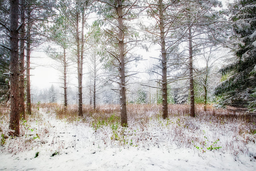 Peaceful Woods - Winter at Retzer Nature Center  Photograph by Jennifer Rondinelli Reilly - Fine Art Photography