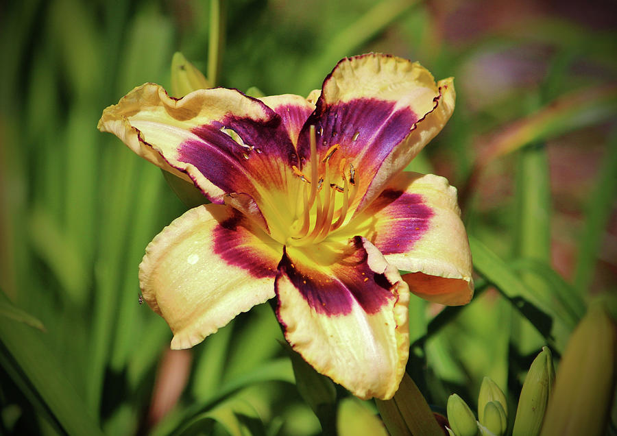 Peach And Wine Daylily Photograph by Cynthia Guinn