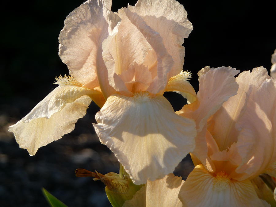 Peach Bearded Iris Photograph by Ruth Kamenev