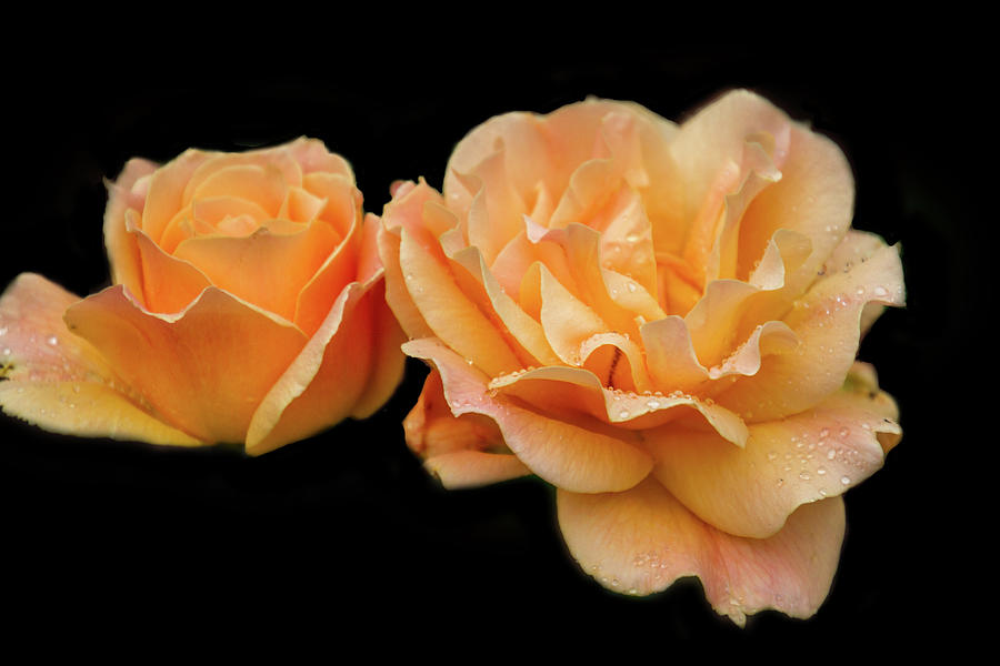 Nature Digital Art - Peach Beauties by Terry Davis