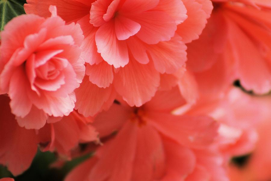 Flower Photograph - Peach Begonia by Gayle Berry
